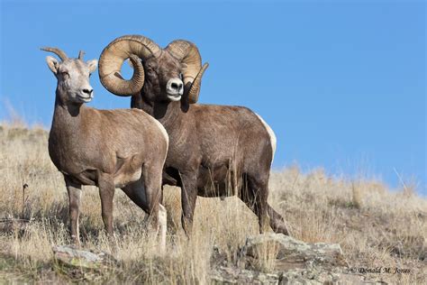 Donald M. Jones - Bighorn Sheep04783D | Animals wild, Big horn sheep, Animals with horns