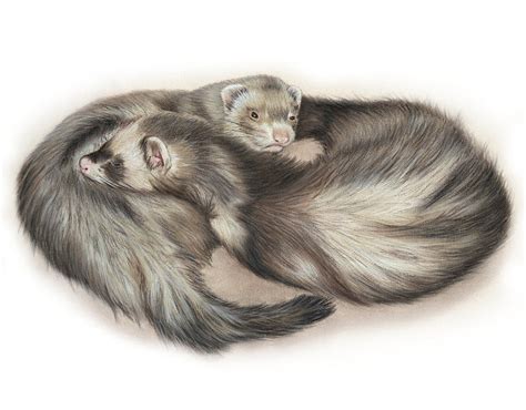 Ferret Art, Ferret, Ferret Art Print Drawing by Alexandra Rey