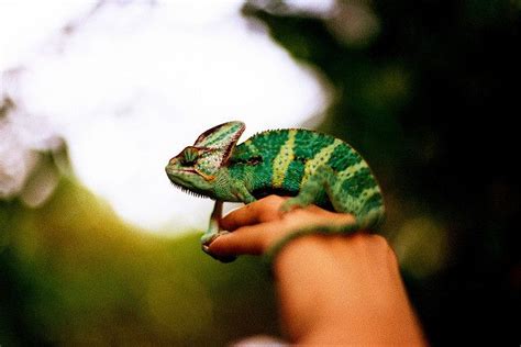 Elegant or arrogant? | Animals beautiful, Reptiles, Cute pictures