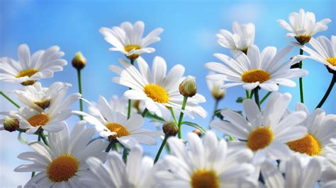 Summer Flower Wallpapers - Top Free Summer Flower Backgrounds - WallpaperAccess