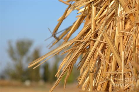 Bales of straw after harvest Photograph by Doron Magali - Pixels