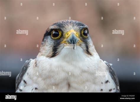 Lanner falcon bird hi-res stock photography and images - Alamy