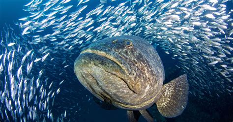 International Fishing News Video Huge Goliath Grouper