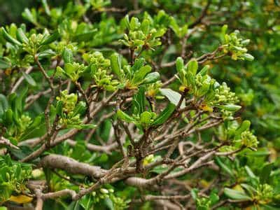 Pittosporum - planting, pruning, and care