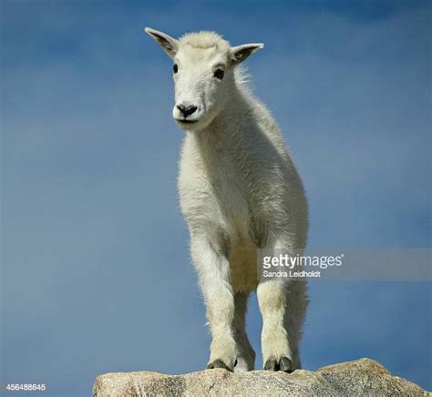 172 Baby Mountain Goat Stock Photos, High-Res Pictures, and Images ...