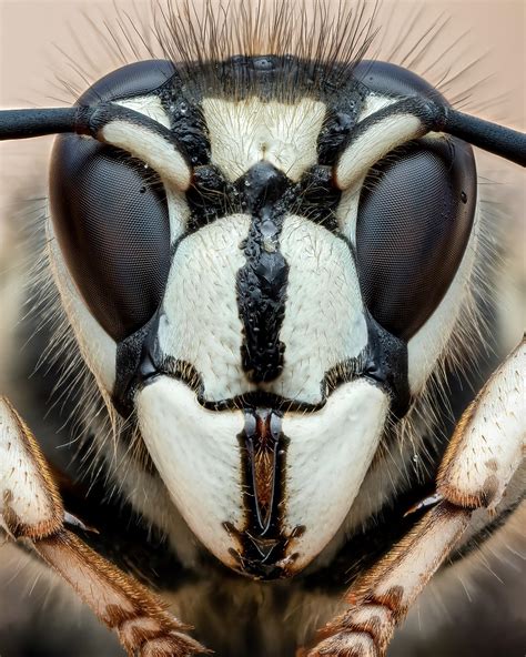 🔥 Bald-faced hornet queen [OC] : r/NatureIsFuckingLit