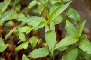 Vietnamese Coriander – Rau Răm | Vietnamese - Asian Herbs | Growing, Cooking, Recipes, and Storing