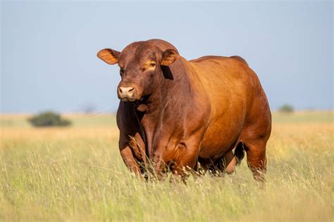 Brangus Cattle Breeder Society – mock page – Brangus Cattle Breeders