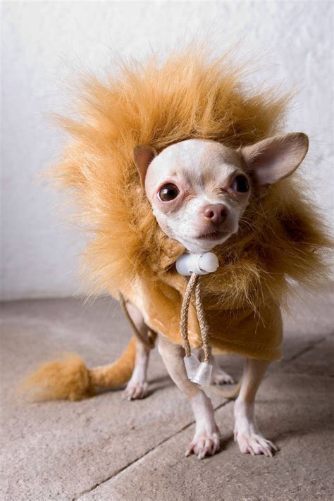 Chihuahua Costume Ideas - Pets Lovers