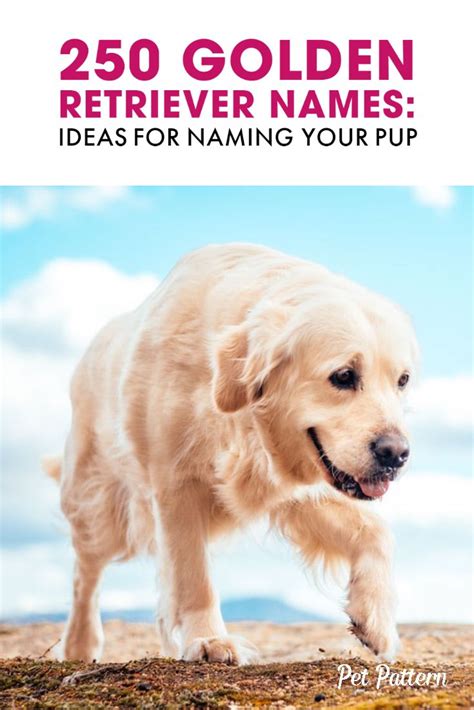 250 Golden Retriever Names: Ideas For Naming Your Pup | Golden ...