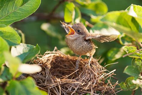 Baby Birds Hatching