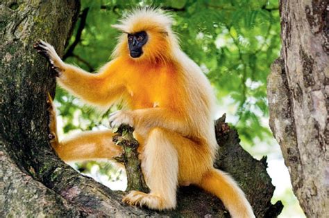 Last Golden Langur Inhabiting Guwahati's Umananda Island Dies Alone & Depressed