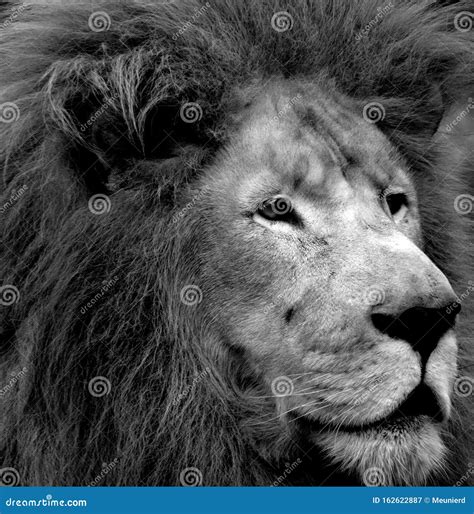 Male lion mane stock image. Image of creature, feline - 162622887