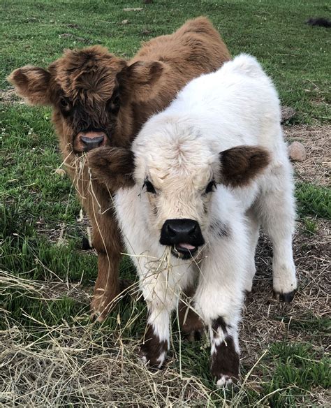 MINIATURE HIGHLAND CATTLE – God’s Country Ranch | Pet cows, Cute baby cow, Cute animals