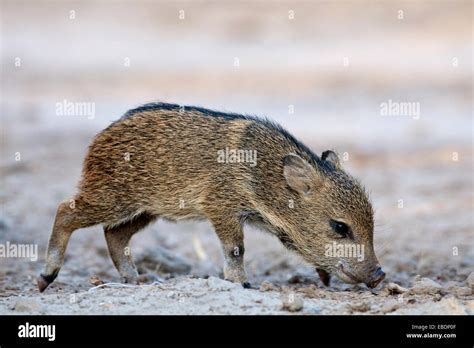 A baby javelina in Texas Stock Photo - Alamy