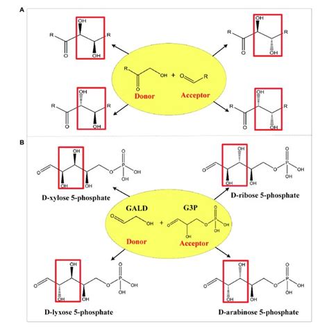 | Schematic diagram of aldol reaction mechanism. Complementary... | Download Scientific Diagram