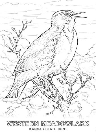 Kansas State Bird coloring page | Free Printable Coloring Pages