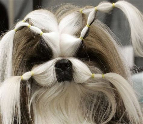 35 funny dog haircuts: These dogs are the real victims of laughter here!