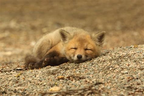 Cute Baby Red Foxes Sleeping