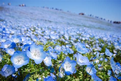 4.5 Million Blue Flowers Bloom Across Japanese Park Like a Field of Fairies | Синие цветы ...