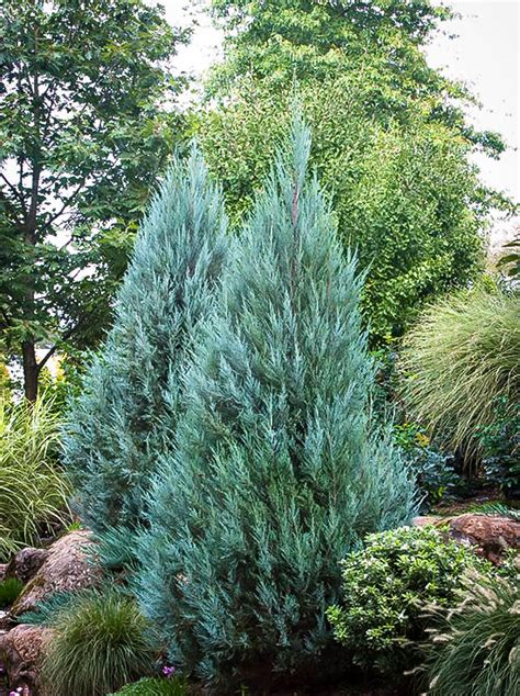 Moonglow Juniper For Sale Online | The Tree Center