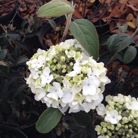 Viburnum Macrocephalum Chinese Snowball from Colesville Nursery