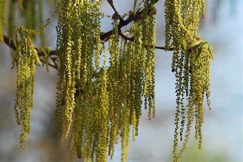 Weeping Willow | Paul Aloe | Flickr