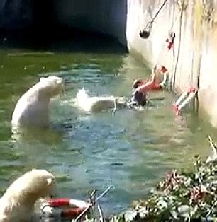 Polar Bear Attack Zoo