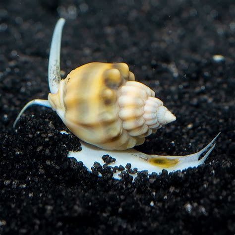 Super Tongan Nassarius Snail Saltwater Aquarium Fish, Saltwater Tank, Reef Aquarium, Tongan ...