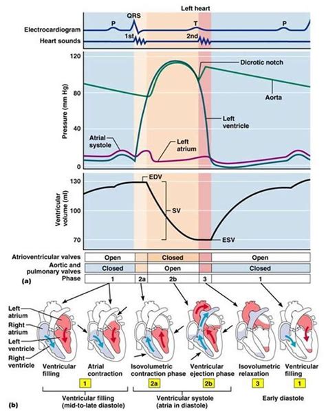 Cardiac Cycle Phases Diagram : Wiggers diagram shows events of the ...