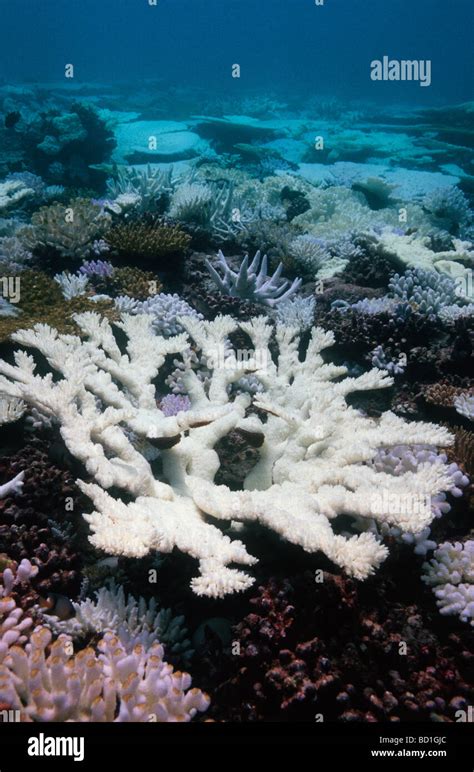 Coral bleaching Maldives Indian Ocean Stock Photo - Alamy