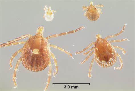 lone star tick - Amblyomma americanum (Linnaeus)