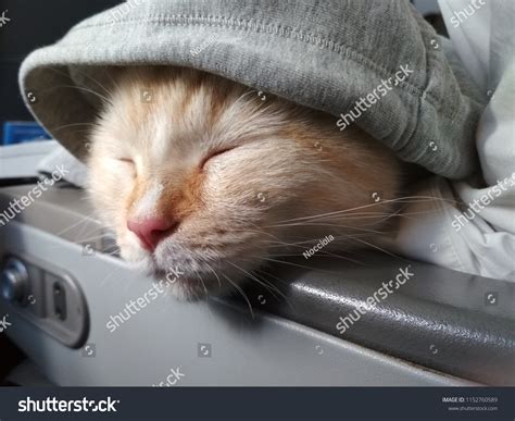 Cat Hood On Board Plane Stock Photo 1152760589 | Shutterstock