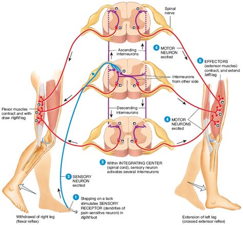 The Crossed Extensor Reflex - Dragon Society International