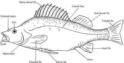 Yellow Perch Anatomy