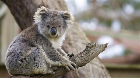 Koala | San Diego Zoo Animals & Plants