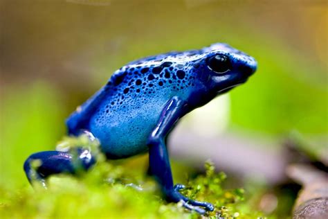 7 Awesome Frog Species of the Tropics | Britannica