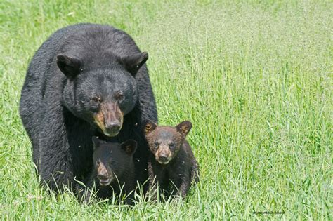 Mama Black Bear And Cubs