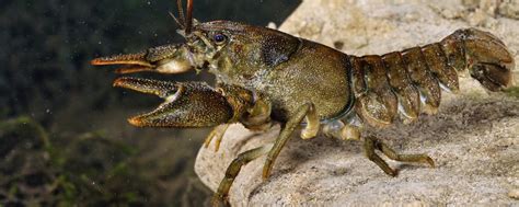 White-clawed crayfish - Eden Rivers Trust