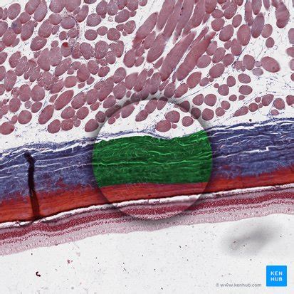 Sclera: anatomy and function | Kenhub