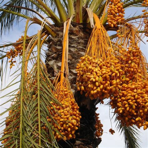 Pin by Linda Mcguire on DATE COTTAGE * * | Dates tree, Palm tree fruit, Fruit trees