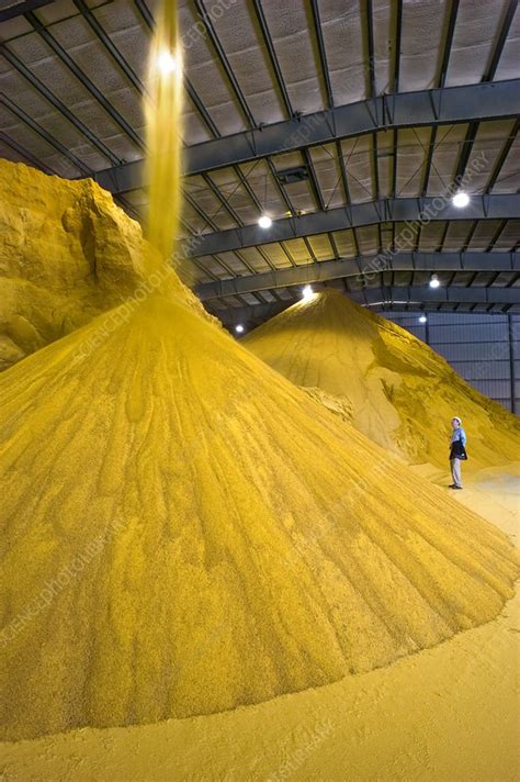 Corn ethanol processing plant - Stock Image - T122/0126 - Science Photo Library