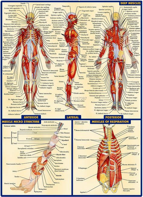 [DIAGRAM] Female Muscle Chart Diagram - MYDIAGRAM.ONLINE