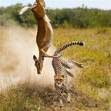 A cheetah chasing a gazelle : r/natureismetal