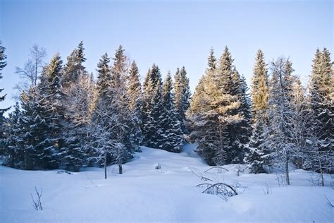 Premium Photo | Snow norway forest cold winter