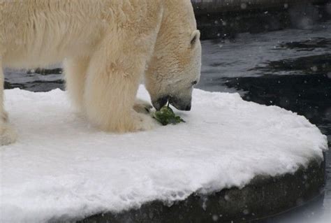 Polar bears, whose main food source is typically seals, have seen a ...