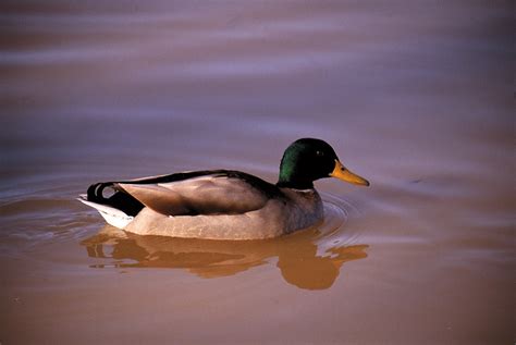 Wildlife in Asturias Natural Paradise - Where is Asturias