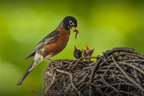 Red Robin Bird Nest Robin Nest Mother Bird Baby Birds - Etsy Hong Kong