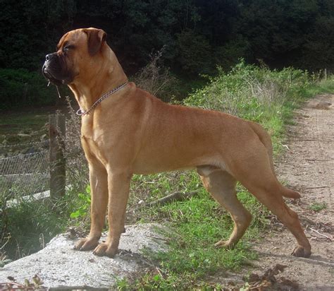 Dogs Info: Bull mastiff Dog