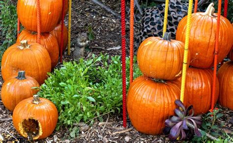 Cute Little Squirrel is Eating a Pumpkin in a Garden Display Stock Photo - Image of holiday ...